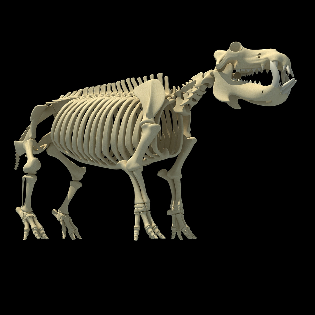 Esqueleto de hipopótamo de cavalo rio Modelo 3D - TurboSquid 740478