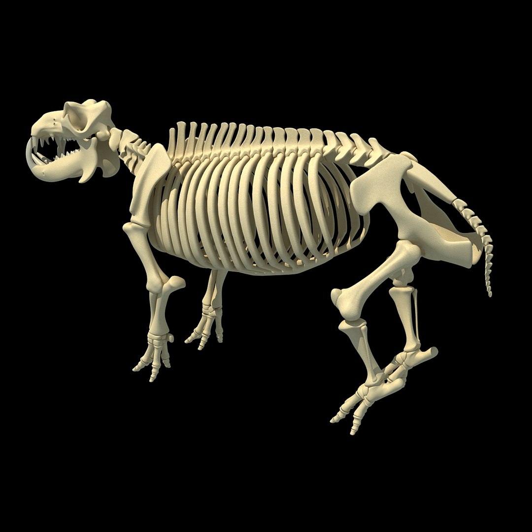 3dsmax Hippopotamus River Horse Skeleton