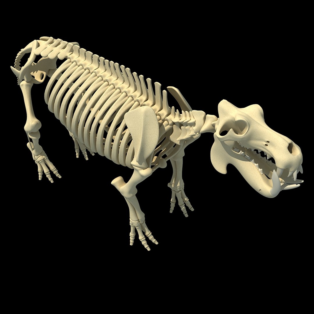 3dsmax Hippopotamus River Horse Skeleton