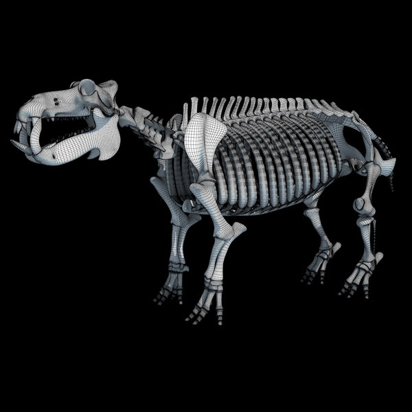 3dsmax hippopotamus river horse skeleton