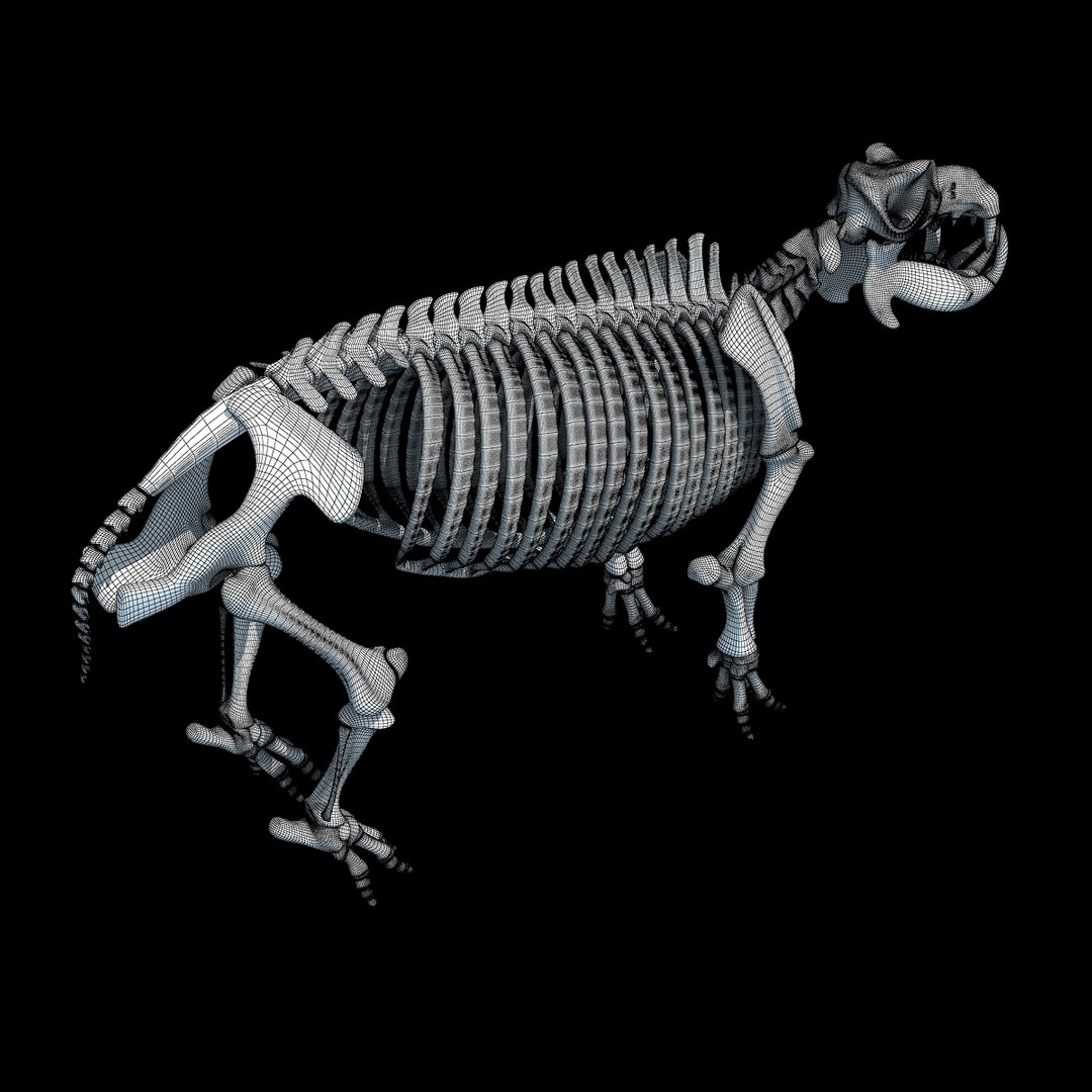 3dsmax hippopotamus river horse skeleton