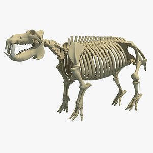 3dsmax hippopotamus river horse skeleton