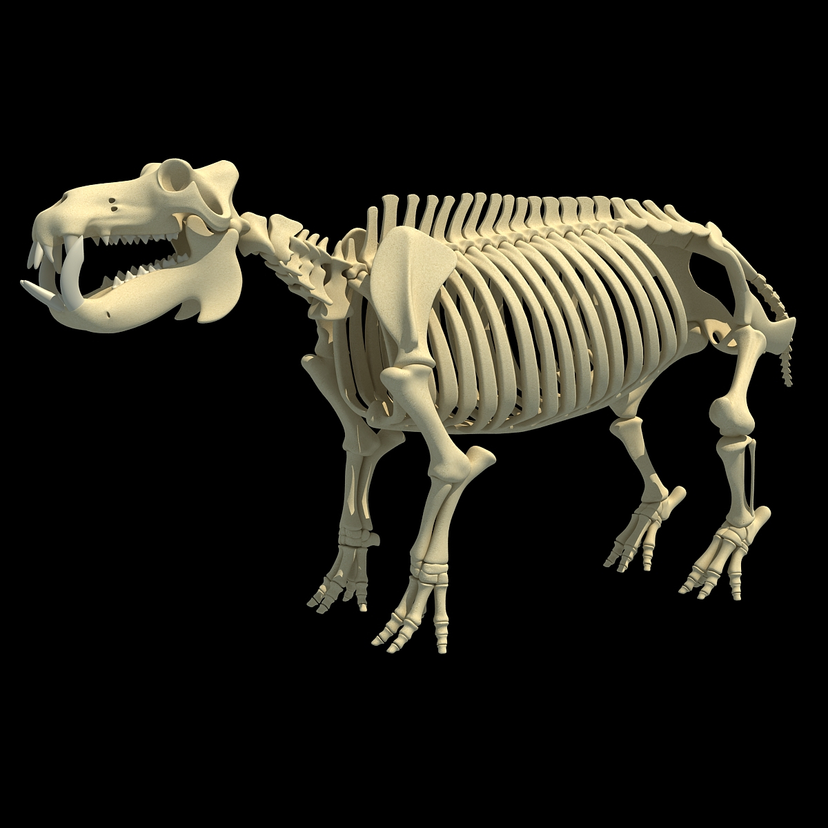 3dsmax hippopotamus river horse skeleton