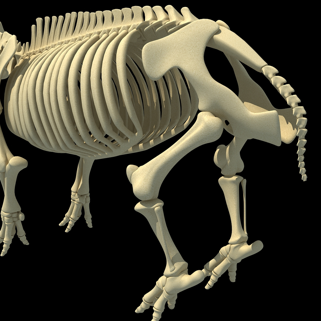 3dsmax hippopotamus river horse skeleton