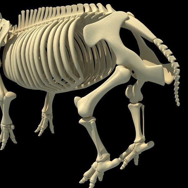 3dsmax Hippopotamus River Horse Skeleton