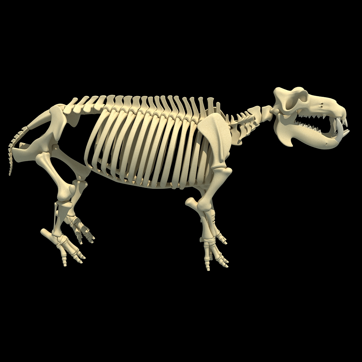 3dsmax hippopotamus river horse skeleton