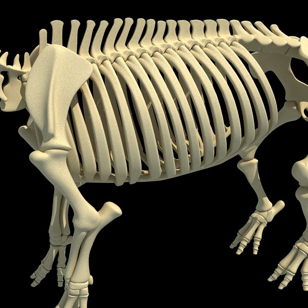 3dsmax hippopotamus river horse skeleton