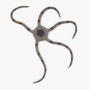 serpent starfish 3D model