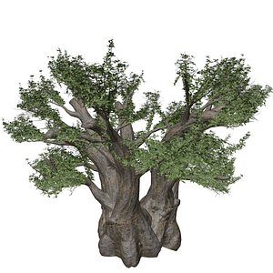 African Baobab Tree - 05 - model