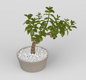 Jade Plant in Pot 3D