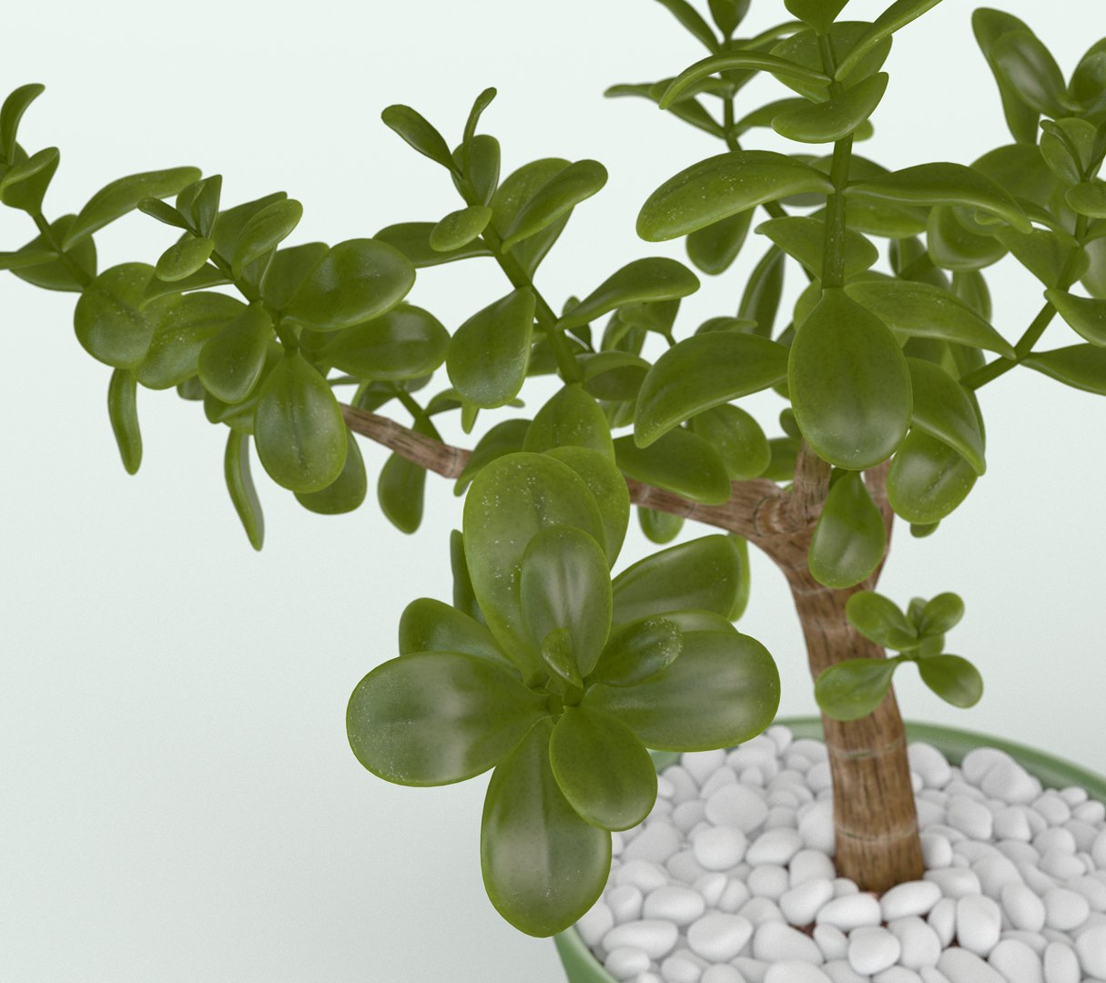 Jade Plant in Pot 3D https://p.turbosquid.com/ts-thumb/3l/w8gMIe/Bo/jadeplant04/jpg/1718979950/1920x1080/fit_q87/67596f9c073426248b4165ab6d4c1890fa5c2bd9/jadeplant04.jpg