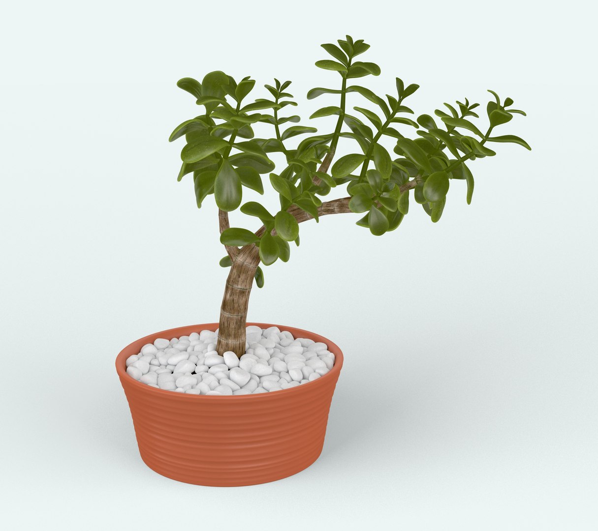 Jade Plant In Pot 3D - TurboSquid 2245108