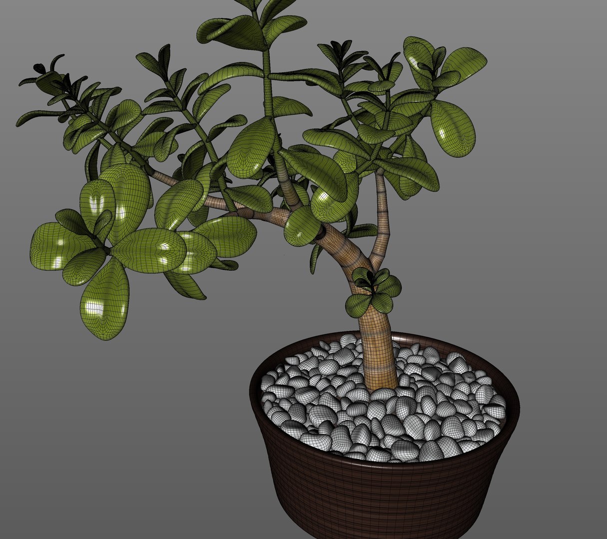Jade Plant in Pot 3D https://p.turbosquid.com/ts-thumb/3l/w8gMIe/i7/wire1/jpg/1718979952/1920x1080/fit_q87/489f5f75728d26b976e54a4a4b94ad899e407bfb/wire1.jpg