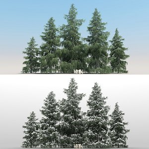 5 Cedrus Deodora Trees with snow