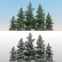 5 Cedrus Deodora Trees with snow