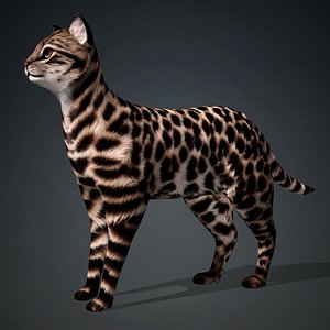 Leopard Cat-A1 model