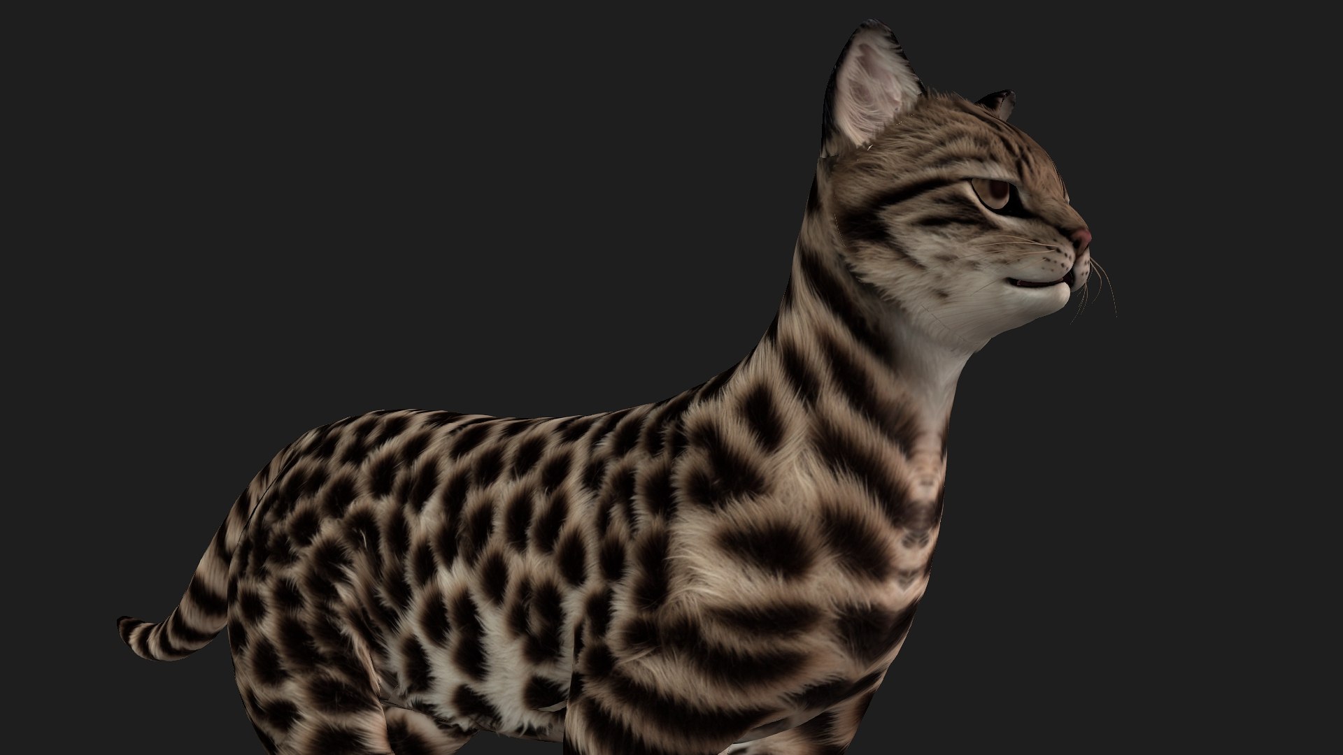 Leopard Cat-A1 model https://p.turbosquid.com/ts-thumb/3m/1tZ5YQ/Te/preview4/jpg/1752461639/1920x1080/fit_q87/cfa5ec07d35fcbe018ce3d186904cb5986c7c3fa/preview4.jpg