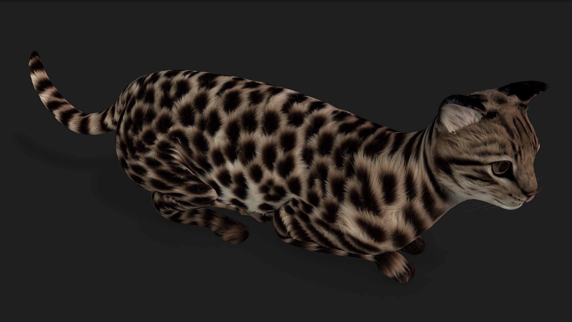 Leopard Cat-A1 model https://p.turbosquid.com/ts-thumb/3m/1tZ5YQ/XO/preview8/jpg/1752461642/1920x1080/fit_q87/9a26ec3bb64cce9ca212eb17fd7082f8d999ee2b/preview8.jpg