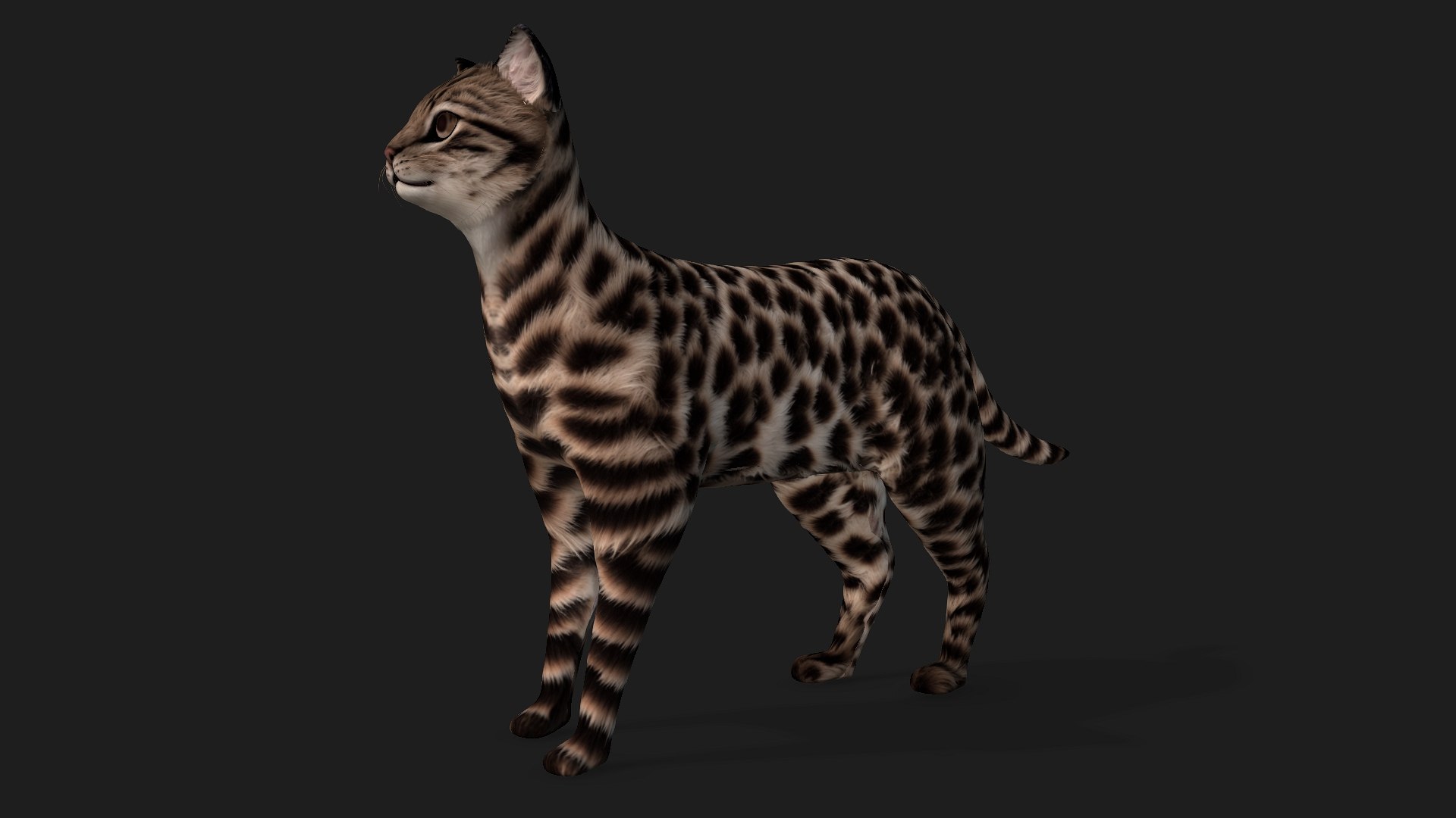 Leopard Cat-A1 model https://p.turbosquid.com/ts-thumb/3m/1tZ5YQ/Xp/preview1/jpg/1752461636/1920x1080/fit_q87/93146844909e17e7aa224d90872d6ac98c02c575/preview1.jpg