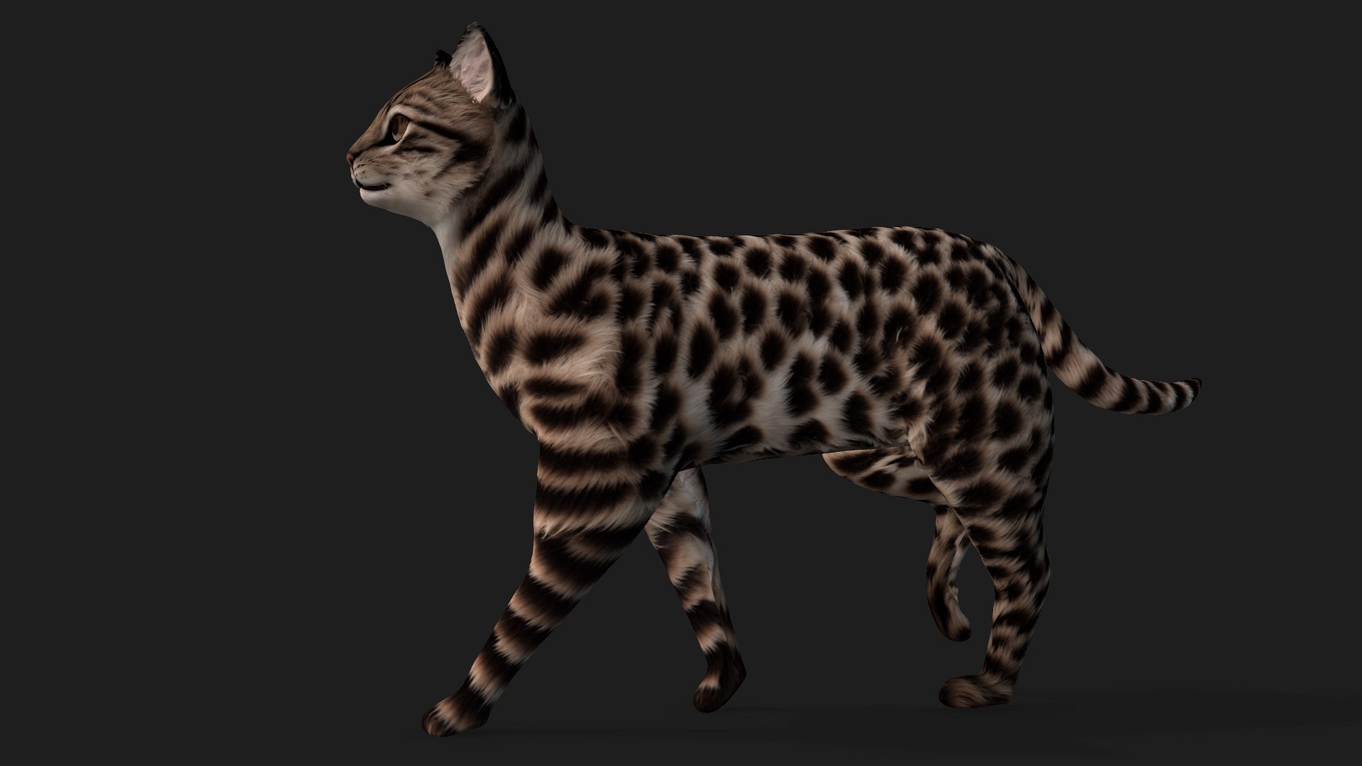 Leopard Cat-A1 model https://p.turbosquid.com/ts-thumb/3m/1tZ5YQ/p7/preview3/jpg/1752461639/1920x1080/fit_q87/ea3ce07e56f000acb20c55977443764ced086083/preview3.jpg