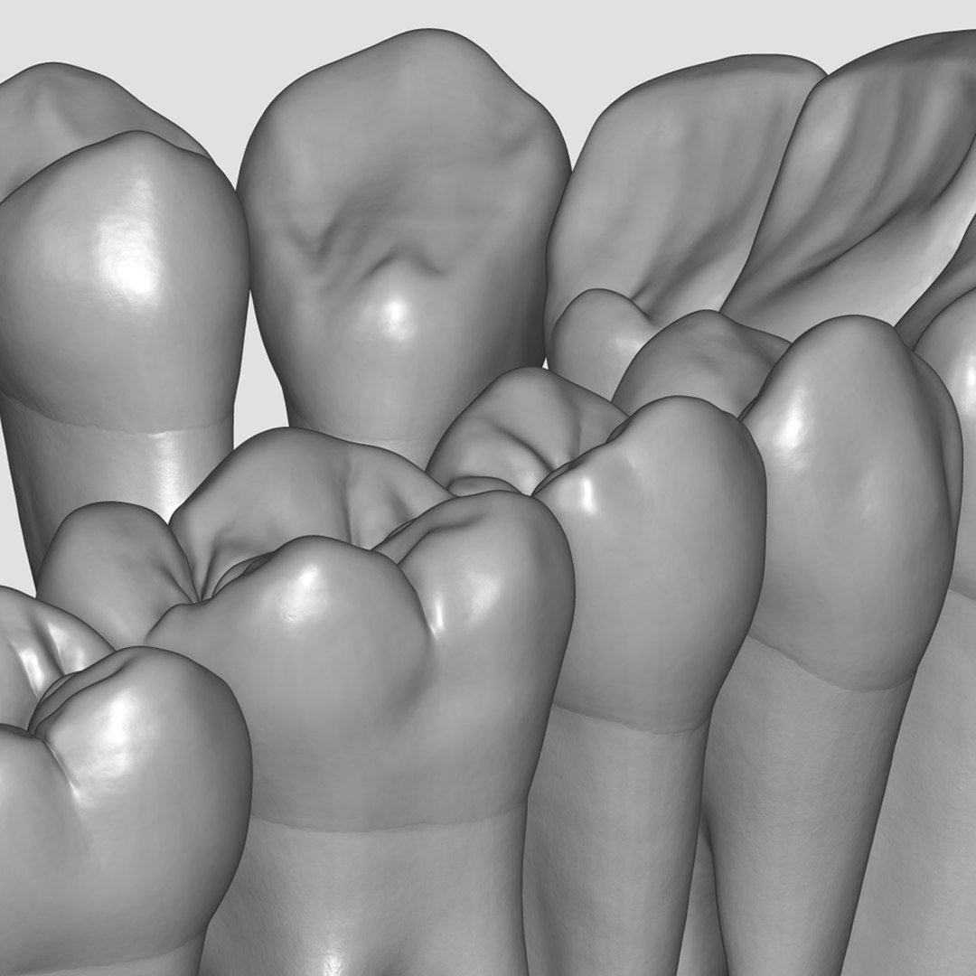3d标准牙齿模型图图片