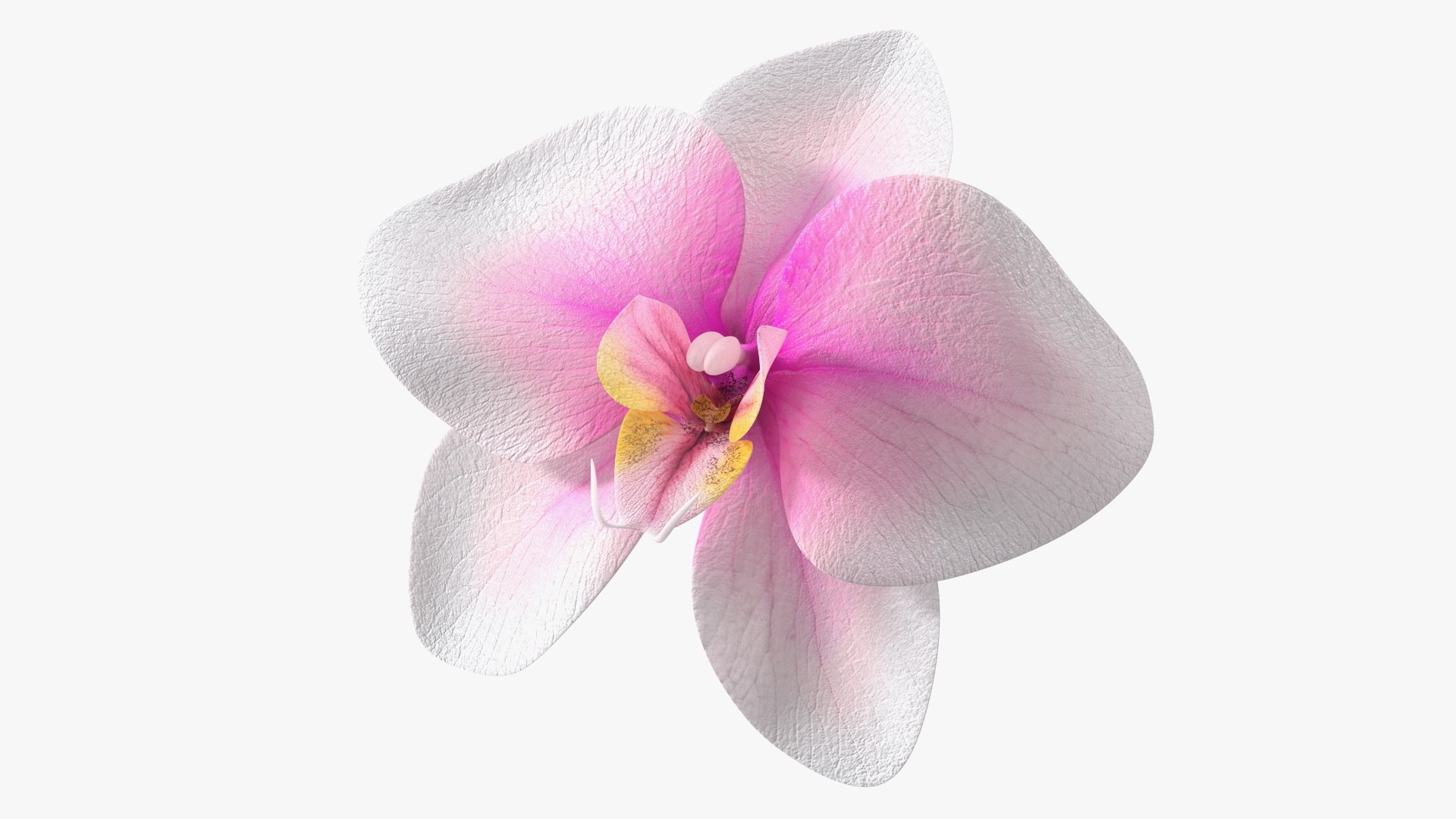 Orchid Flower 3D model preview
