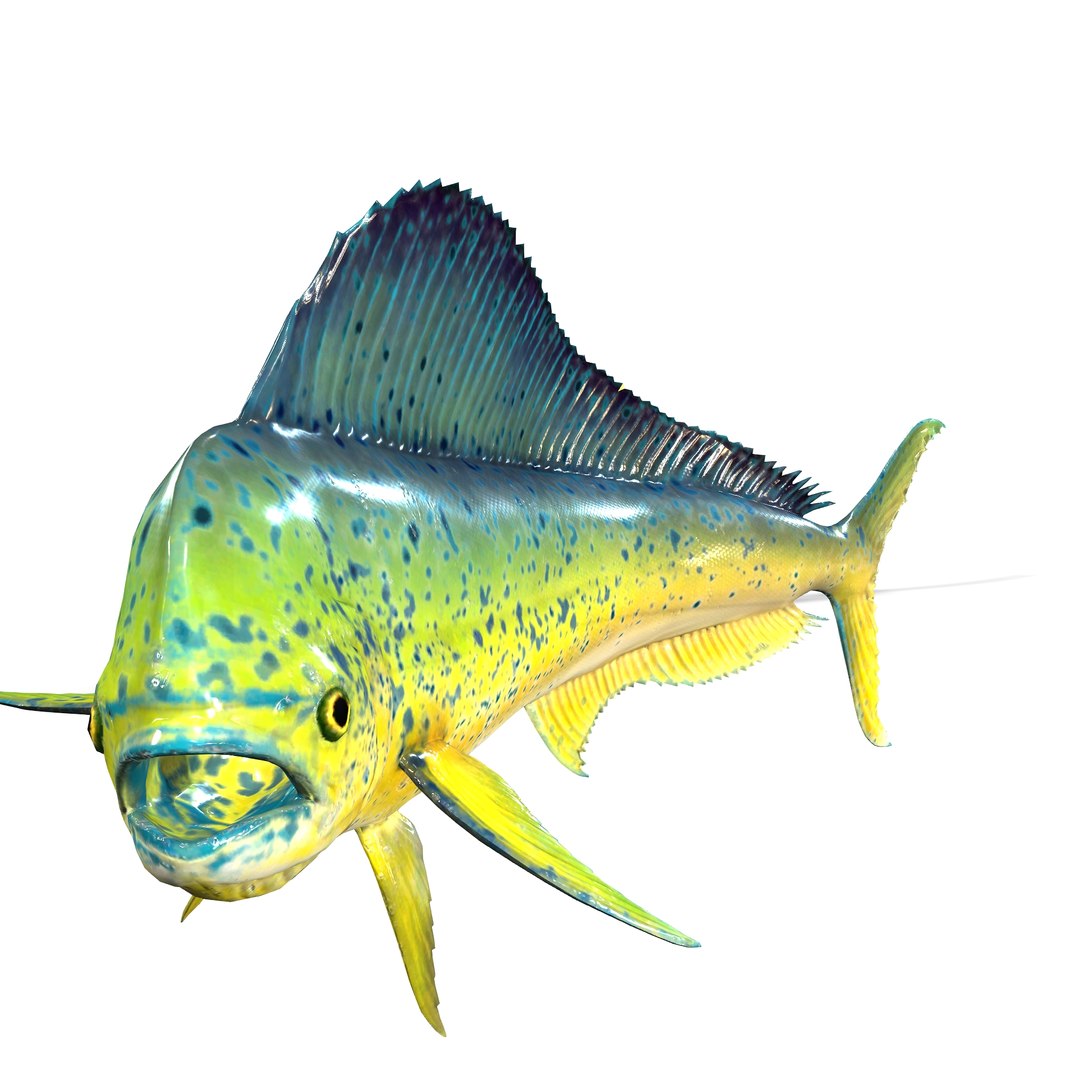 DORADO FISH CORYPHAENA Hippurus OCEAN 3D Model - TurboSquid 2216914