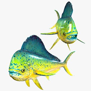 DORADO FISH CORYPHAENA Hippurus OCEAN 3D model
