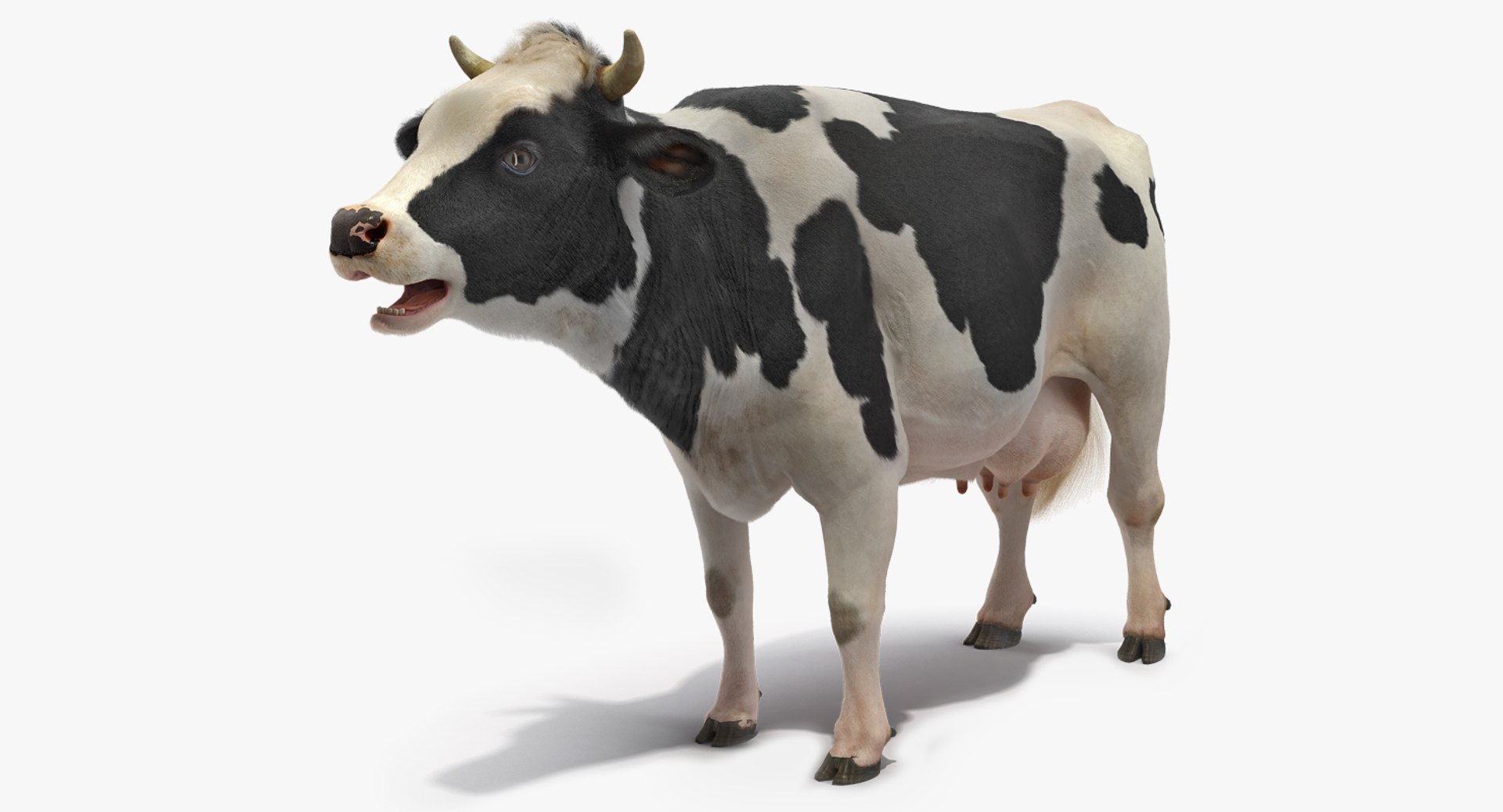 Animated Cow Mooing Rigged for Maya 3D model preview