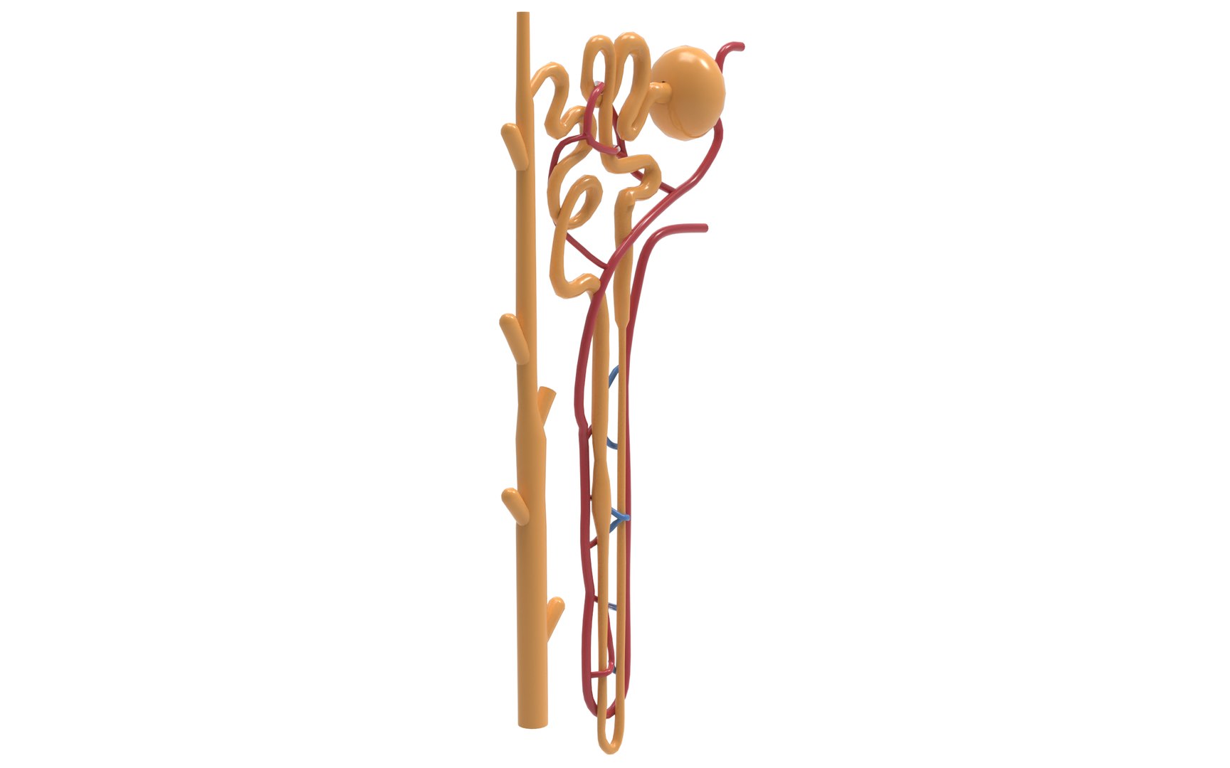 Nephron 3D Model - TurboSquid 2139781