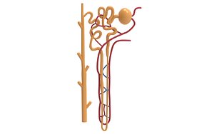 Nephron 3D model