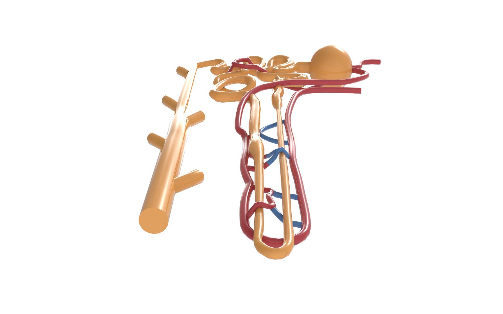 Nephron 3D Model - TurboSquid 2139781