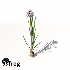 onion plant 3d model
