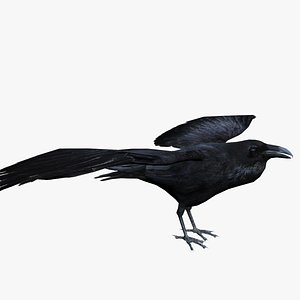 Corvus Cryptoleucus fly pose 3D