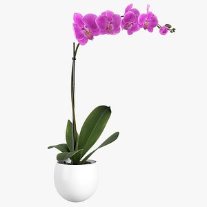3D orchid