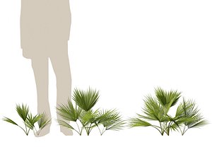 3D Chamaerops humilis - Mediterranean fan palm 01