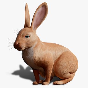 Realistic Rabbit