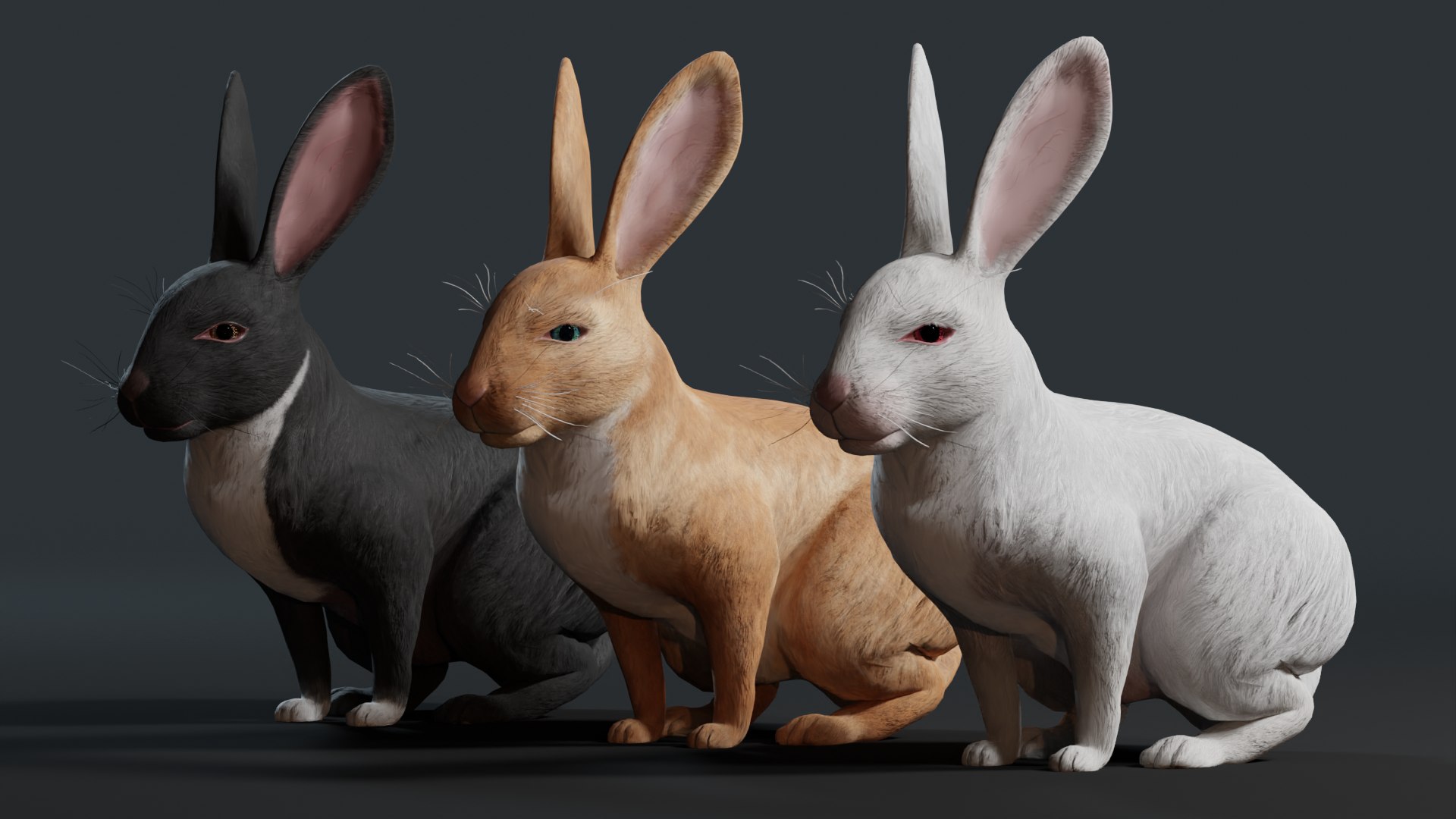 3D Realistic Rabbit model https://p.turbosquid.com/ts-thumb/3m/pORDPi/PG/render2/png/1691182199/1920x1080/fit_q87/2704889c37a62cfe5cbcfaa4dd1454bf4b0d4efe/render2.jpg
