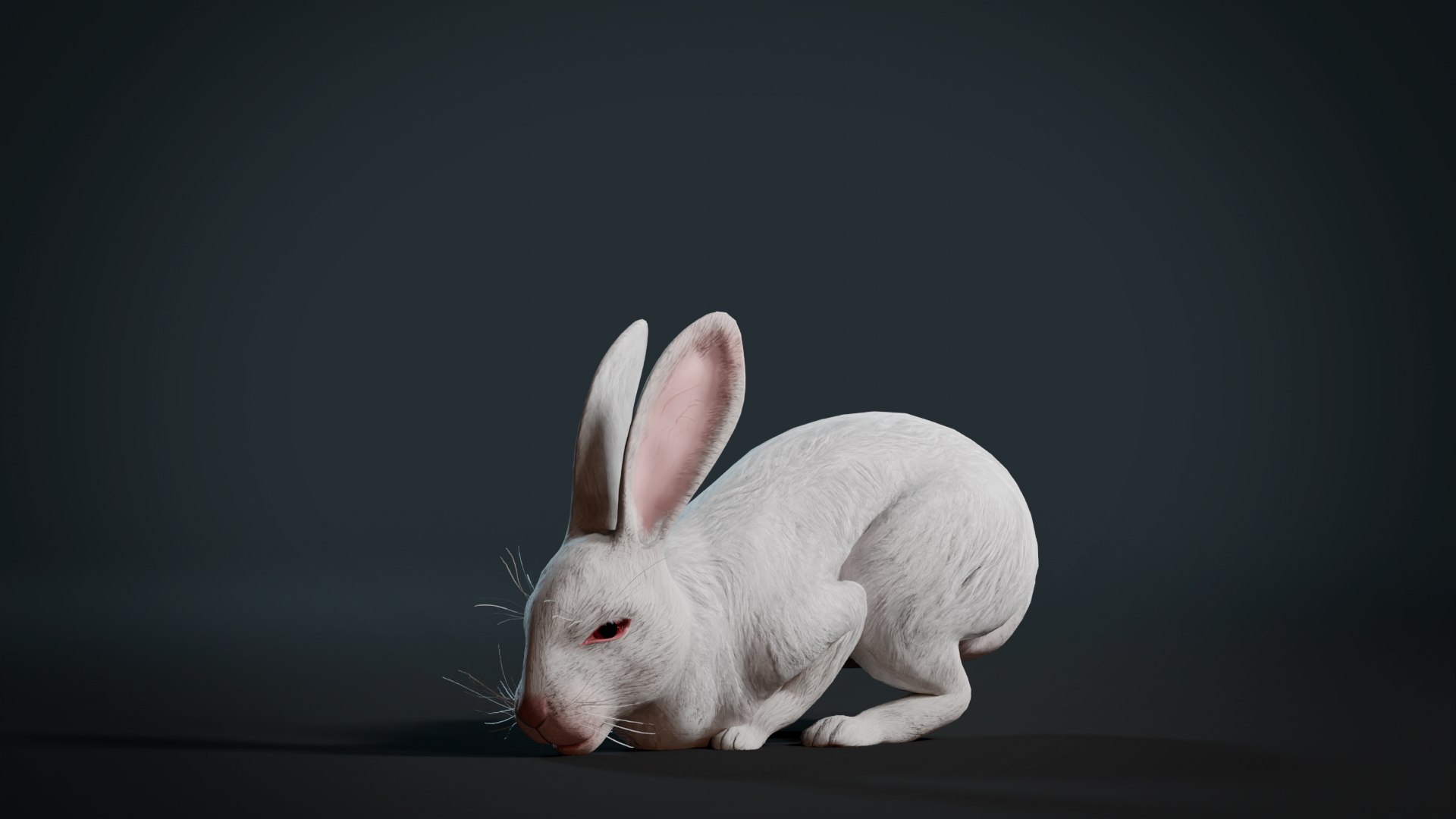 3D Realistic Rabbit model https://p.turbosquid.com/ts-thumb/3m/pORDPi/Qj/render4/png/1691182198/1920x1080/fit_q87/670dfb8aac2823b329f9f56907d9eee344850bfc/render4.jpg