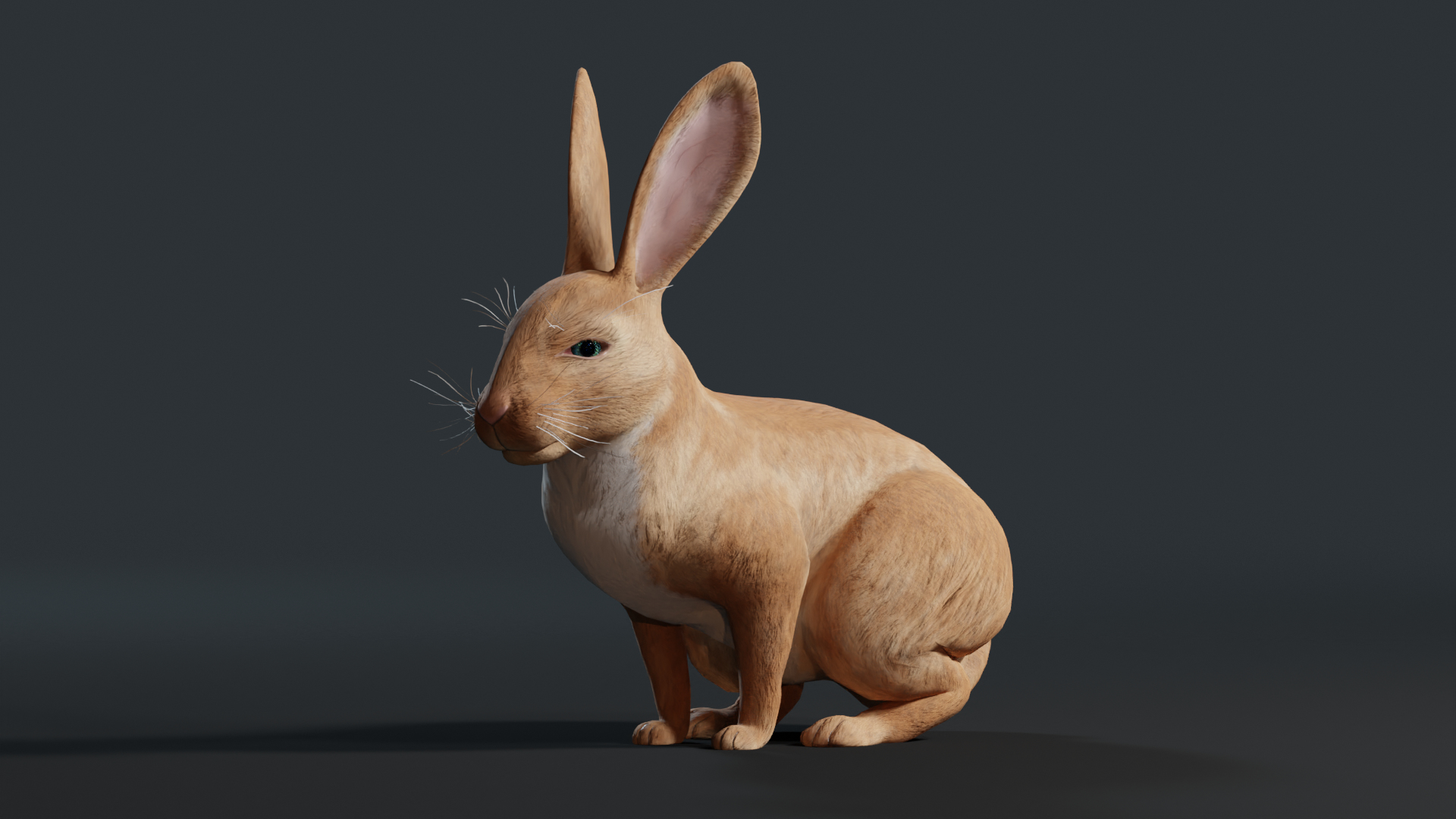 3D Realistic Rabbit model https://p.turbosquid.com/ts-thumb/3m/pORDPi/tM/rabbit/png/1691182114/1920x1080/turn_fit_q99/b21b76f5b1df2f2a0b990f637ab10294a0c9d90b/rabbit-1.jpg