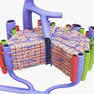 Microscopic Anatomy Of Liver model