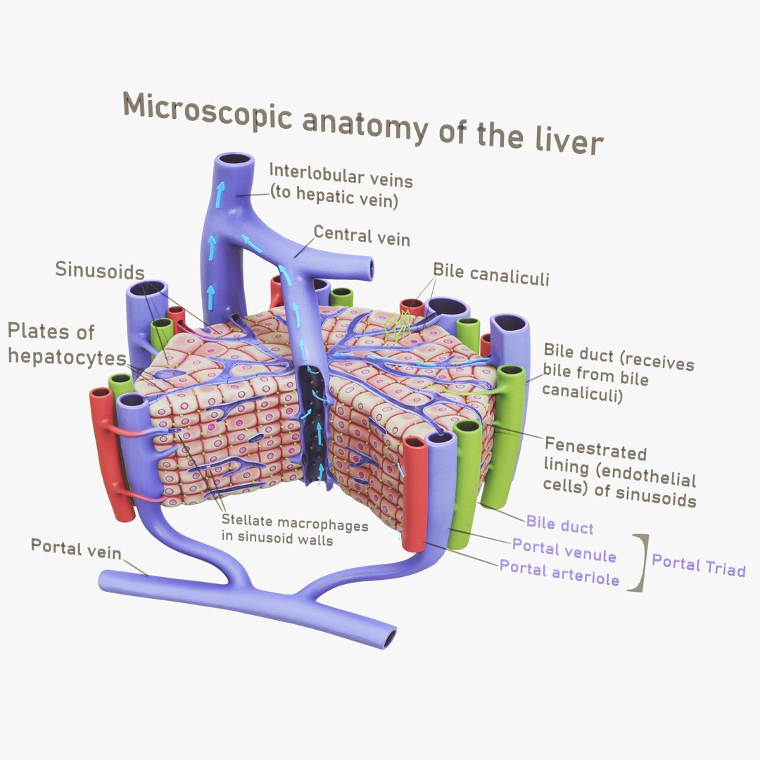 Microscopic Anatomy Of Liver model - TurboSquid 2138897