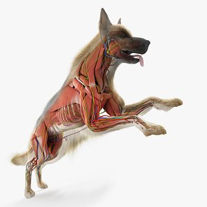 Full Dog Anatomy Maya Animated 3D