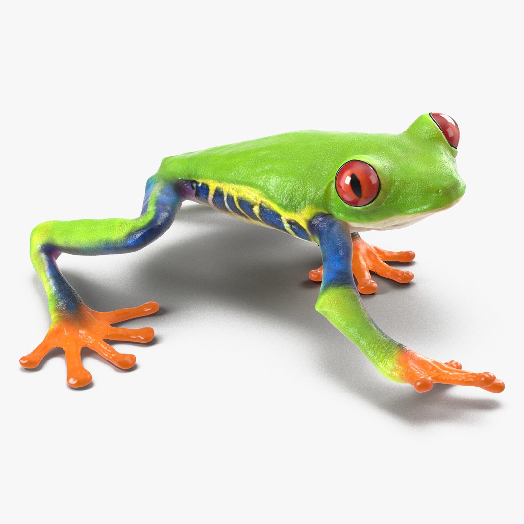 Red Eyed Tree Frog Pose 2 3D model preview