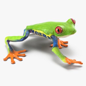 red eyed tree frog 3d model