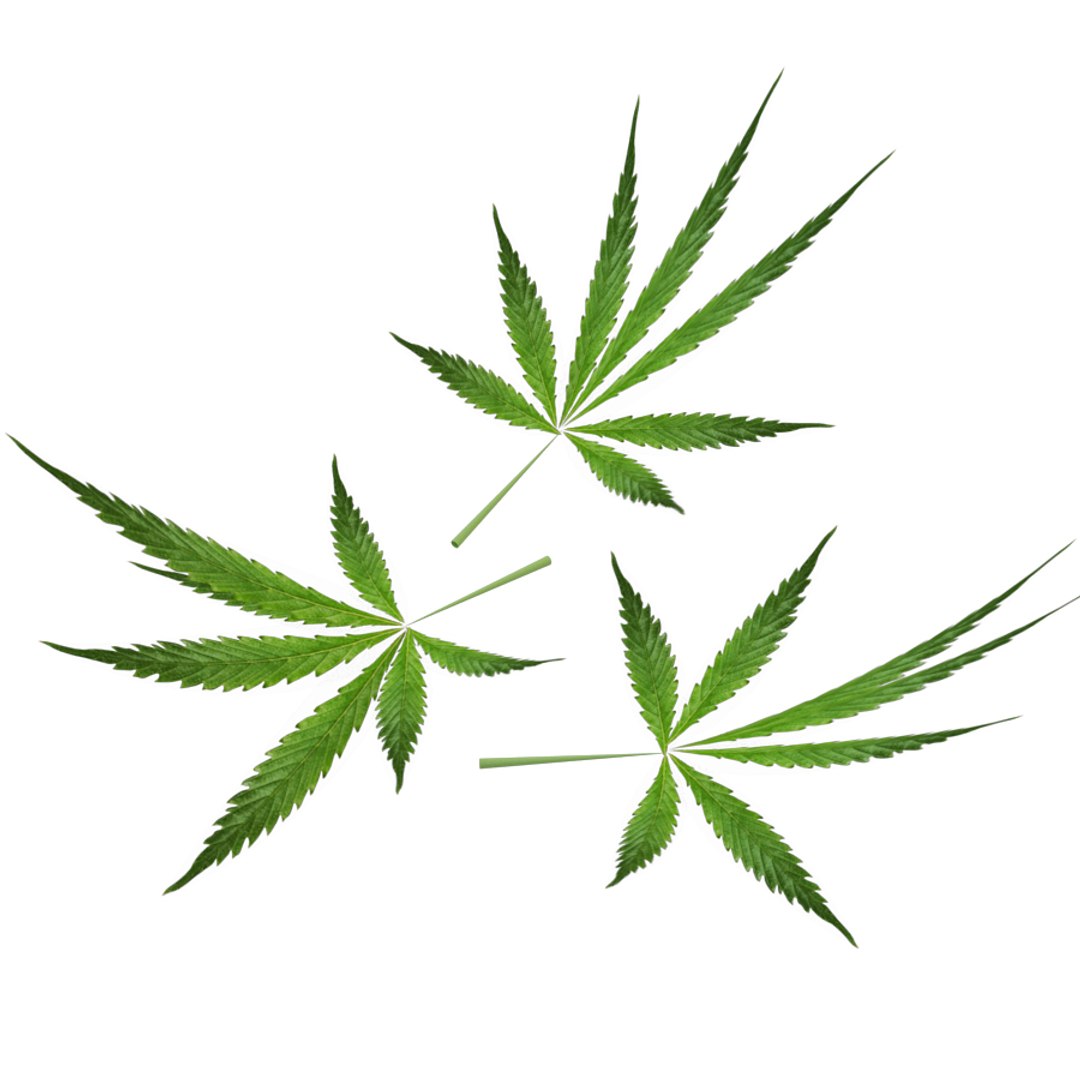 3d model marijuana https://p.turbosquid.com/ts-thumb/3n/5raEqU/3B8P1BJQ/6/jpg/1501707884/1920x1080/fit_q87/64377c763322f55709b4d30bfb117bbe78c1c577/6.jpg