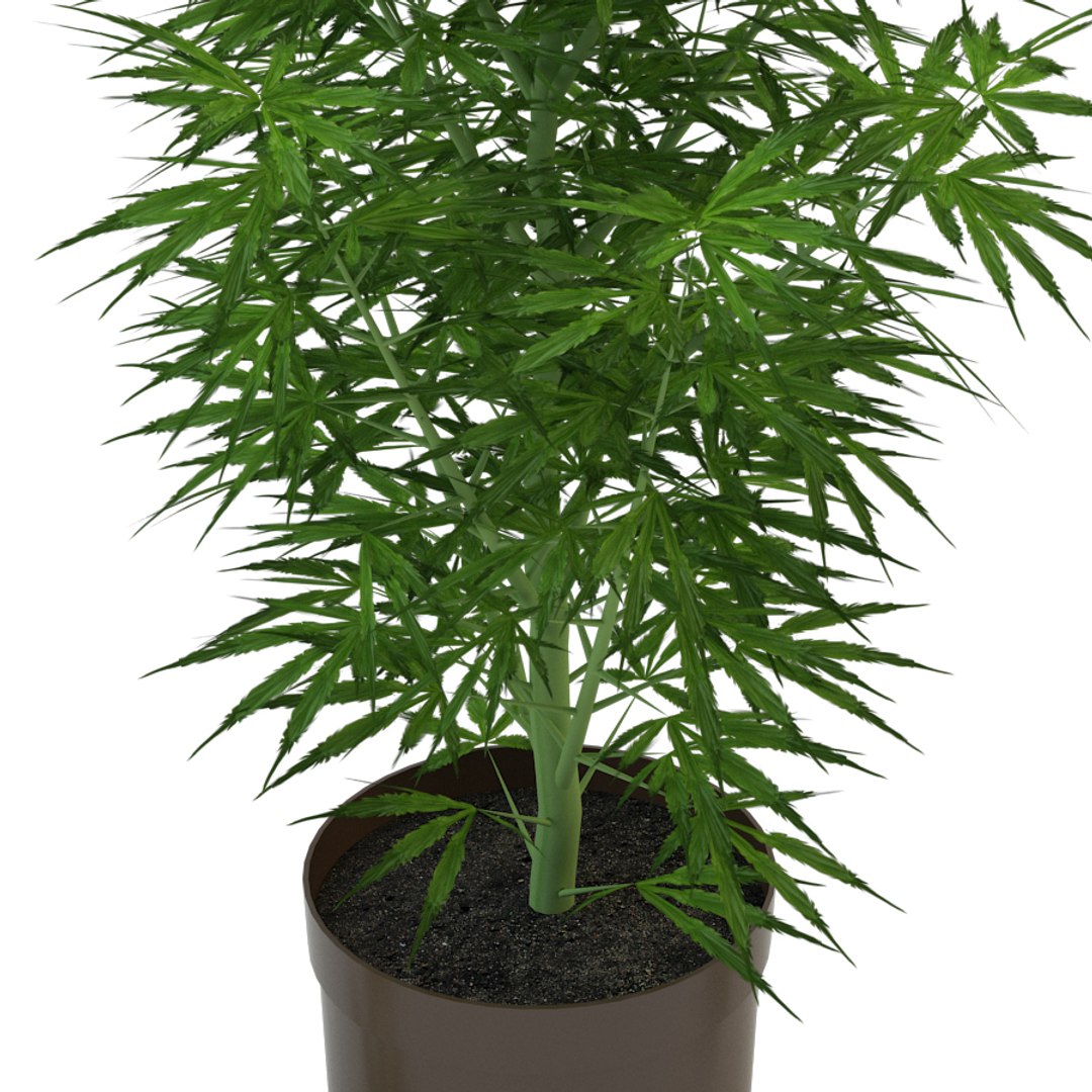 3d model marijuana https://p.turbosquid.com/ts-thumb/3n/5raEqU/YC5OoTQX/3/jpg/1501707884/1920x1080/fit_q87/4c59281ae881780c1ef402d9d0d52302eb88d471/3.jpg