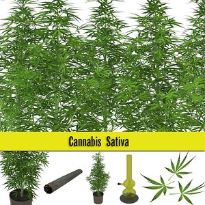 3d model marijuana