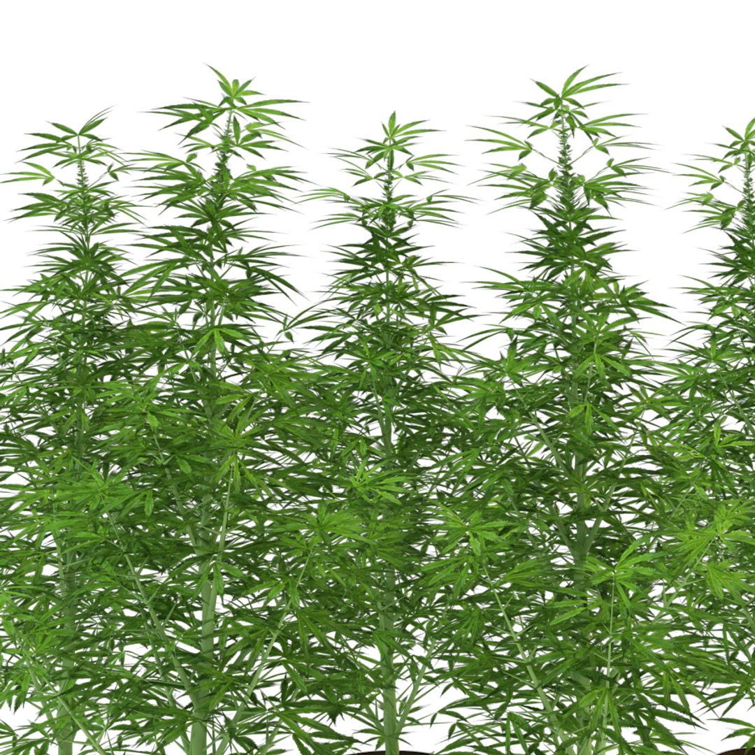 3d model marijuana https://p.turbosquid.com/ts-thumb/3n/5raEqU/q5RYWTEh/7/jpg/1501707884/1920x1080/fit_q87/4721b18d46248e137bfd1753afc008f791901b22/7.jpg