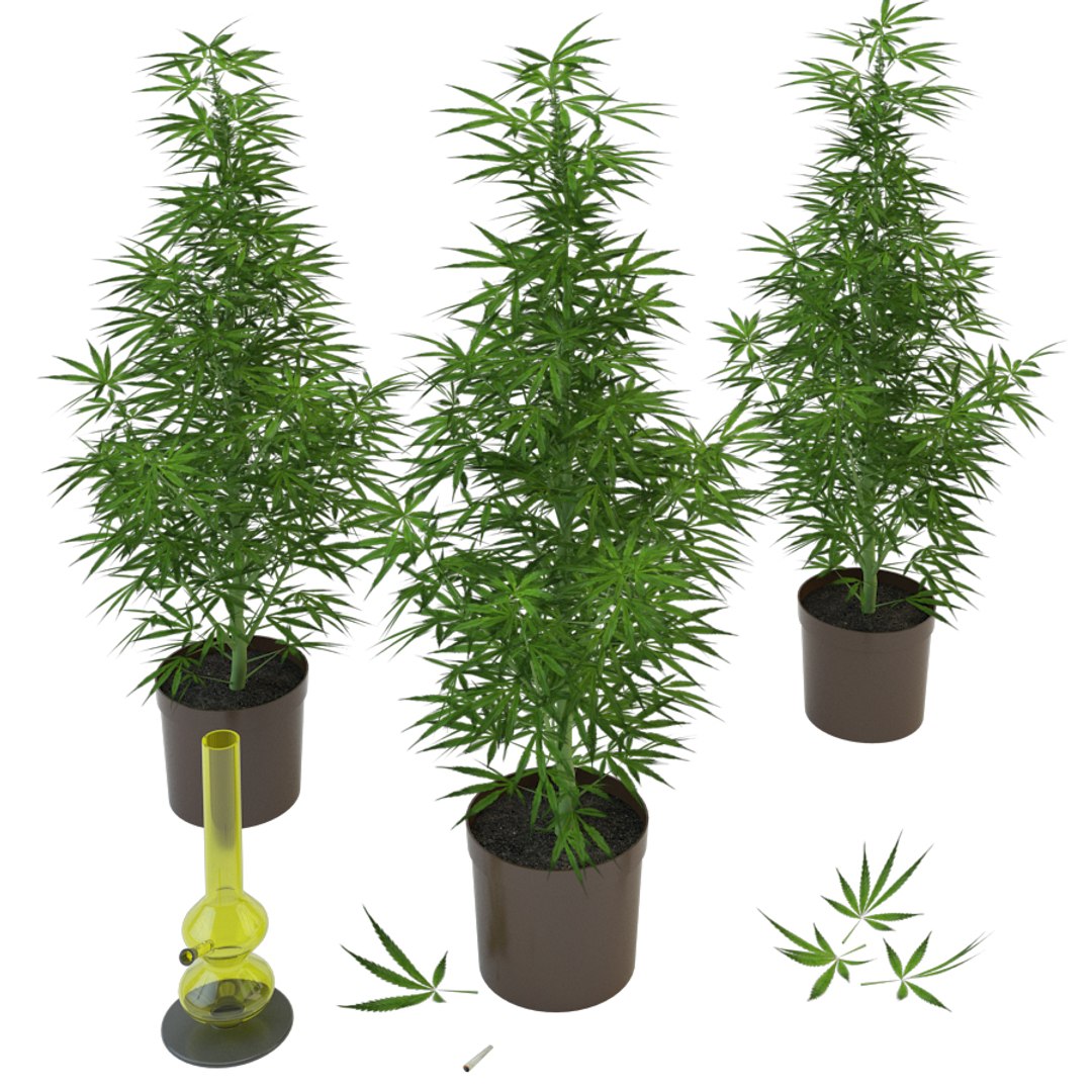 3d model marijuana https://p.turbosquid.com/ts-thumb/3n/5raEqU/slXraJ3T/2/jpg/1501707884/1920x1080/fit_q87/ab04a3e3b763f97648831d5a8518e93ab845dbee/2.jpg